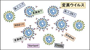 仕組みや状況・対策は …… 新型コロナの変異ウイルスとは？いま分かっていること（2021年6月1日）（峰宗太郎） - Yahoo!ニュース