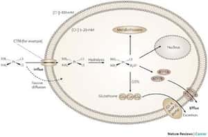 The resurgence of platinum-based cancer chemotherapy