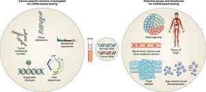 Circulating tumor DNA and liquid biopsy in oncology