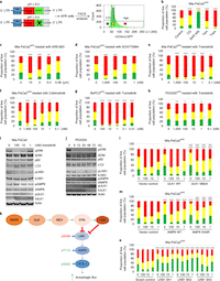 Protective autophagy elicited by RAF→MEK→ERK inhibition suggests a treatment strategy for RAS-driven cancers
