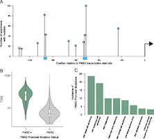 Analysis of 100,000 human cancer genomes reveals the landscape of tumor mutational burden - PubMed