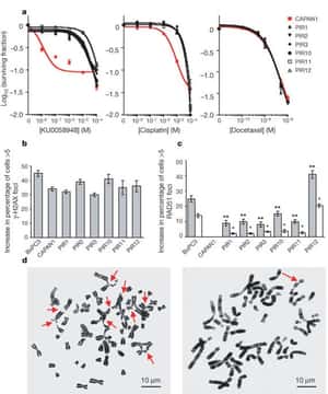 Resistance to therapy caused by intragenic deletion in BRCA2