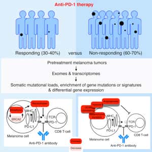 Genomic and Transcriptomic Features of Response to Anti-PD-1 Therapy in Metastatic Melanoma