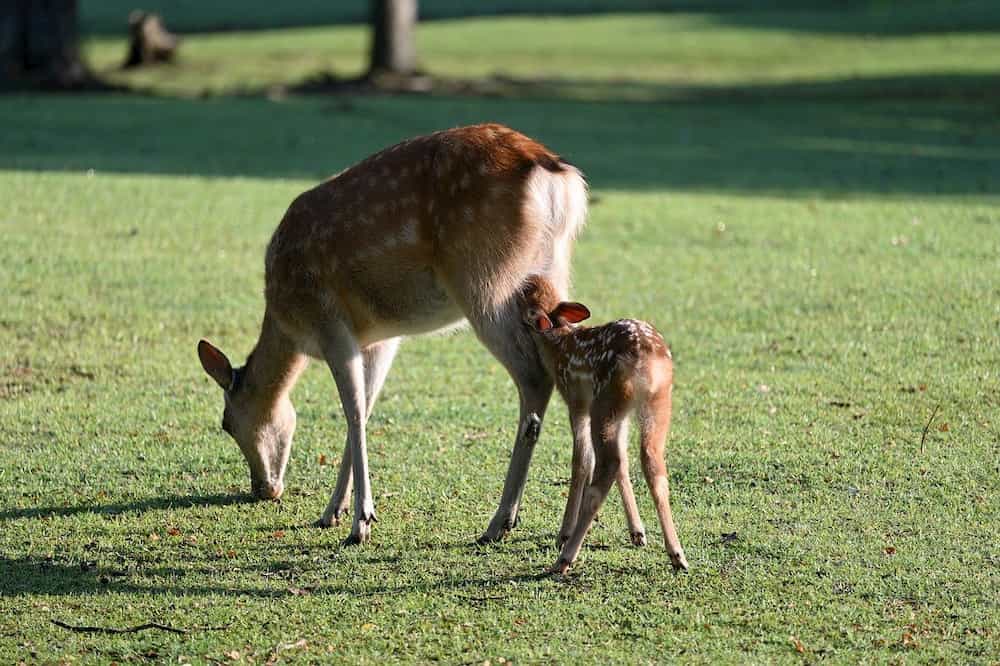 検出された遺伝子異常が生殖細胞系列変異かどうか問題