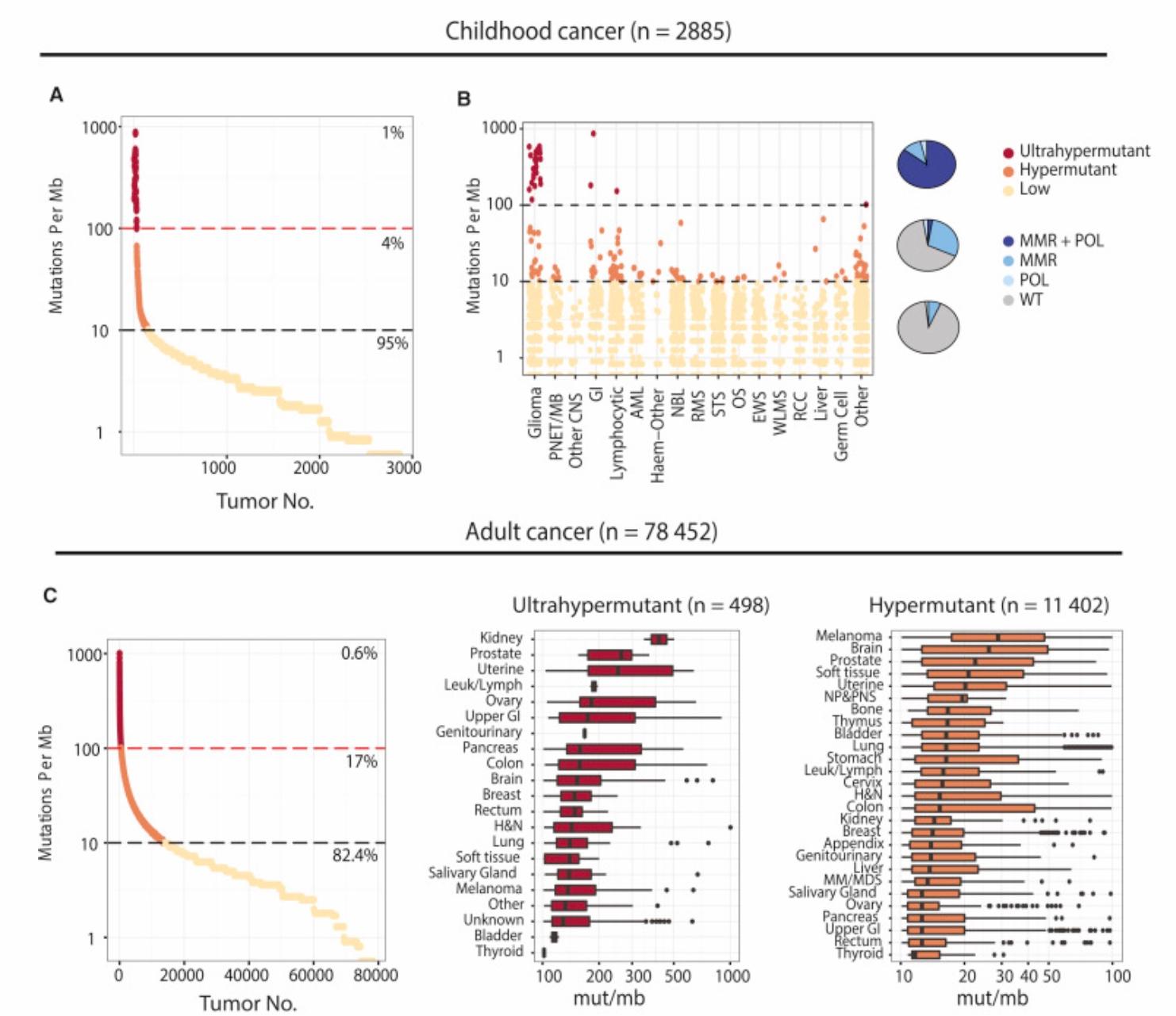 Tumor Newly characterised ex vivo colospheres as a three-dimensional